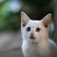 流浪猫(无主、长期在野外生存的猫) 流浪猫(无主、长期在野外生存的猫)