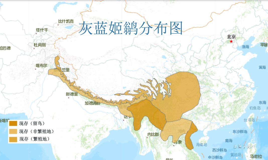 灰蓝姬鹟分布图 灰蓝姬鹟分布图