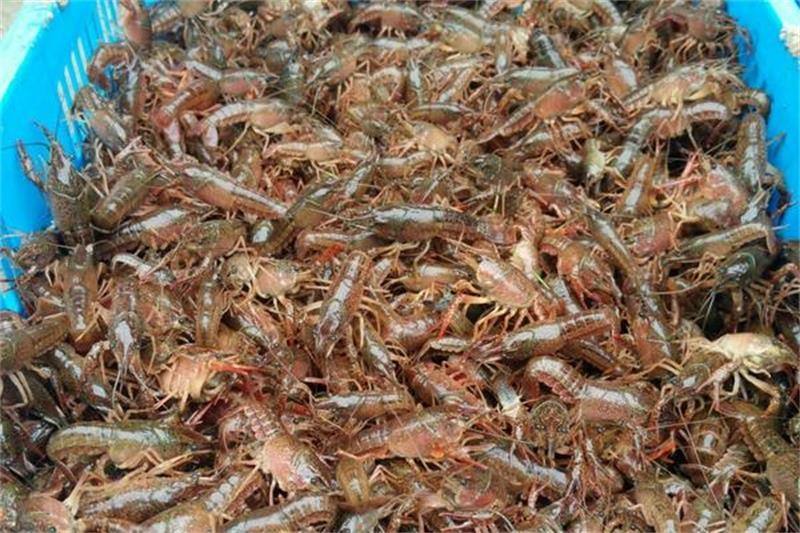 潜江龙虾 潜江龙虾