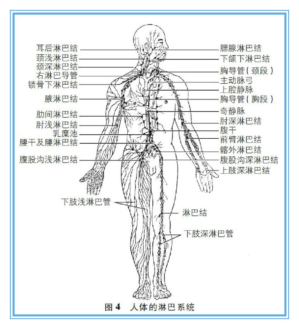 淋巴 淋巴