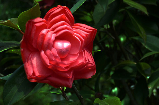 状元红(茶花品种) 状元红(茶花品种)