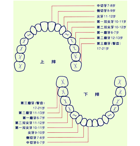 牙齿结构 牙齿结构