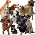 狗(犬(犬科哺乳动物)) 狗(犬(犬科哺乳动物))