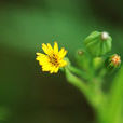 深裂苦荬菜 深裂苦荬菜