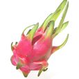 火龙果(仙人掌目仙人掌科植物) 火龙果(仙人掌目仙人掌科植物)