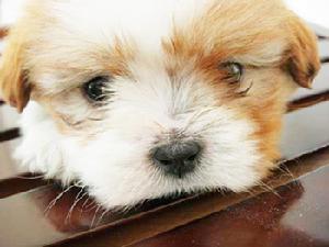 犬瘟热病 犬瘟热病