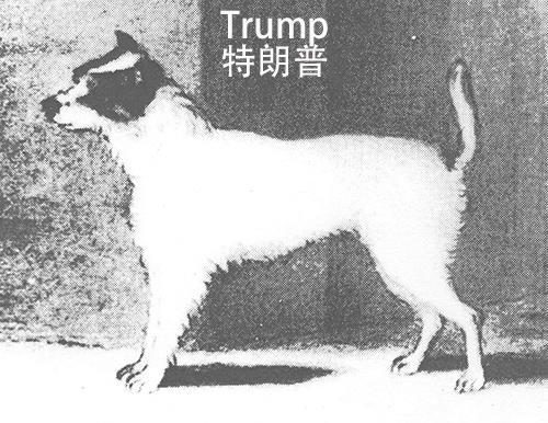 Trump(特朗普)画像 Trump(特朗普)画像