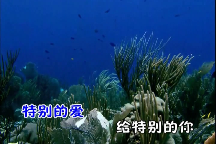 特别的爱给特别的你(陈洲宏演唱歌曲) 特别的爱给特别的你(陈洲宏演唱歌曲)