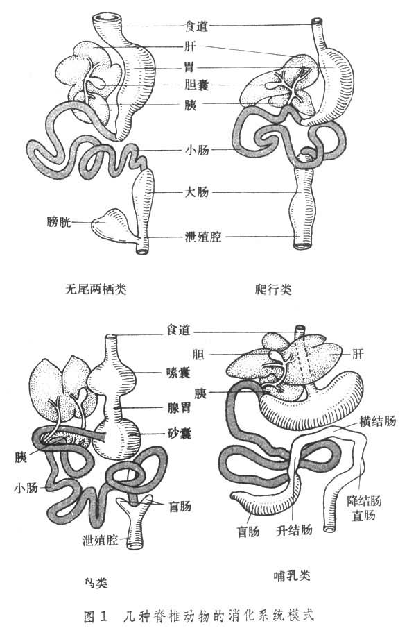 消化 消化
