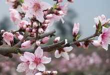 烂桃花 烂桃花