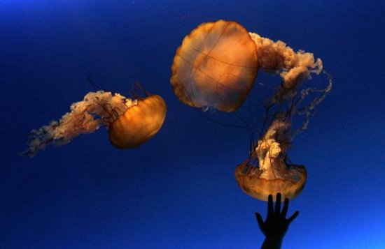 香港海洋公园水族馆内的太平洋海刺水母 香港海洋公园水族馆内的太平洋海刺水母