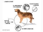 犬心丝虫病 犬心丝虫病