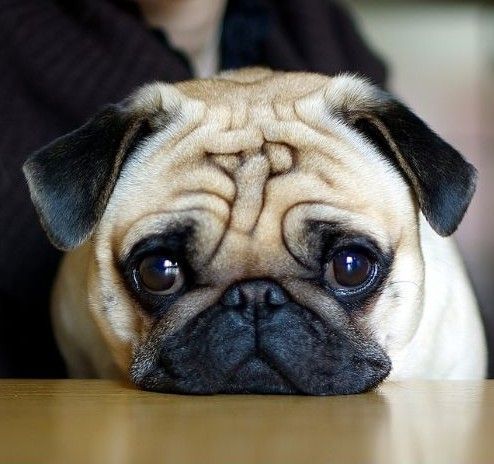 犬瘟热病毒 犬瘟热病毒