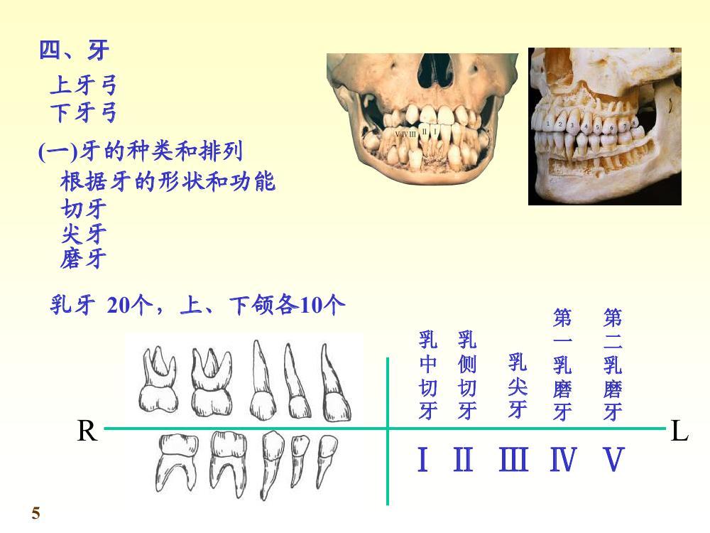 牙齿的种类和排列1 牙齿的种类和排列1