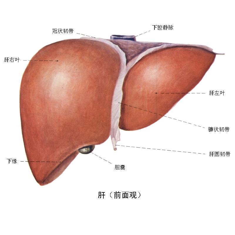 活体肝移植 活体肝移植