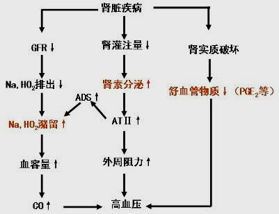 溶血示意图 溶血示意图
