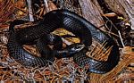 缢缩游蛇(Coluber constrictor) 缢缩游蛇(Coluber constrictor)
