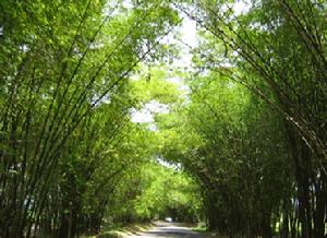 牙买加竹林大街 牙买加竹林大街