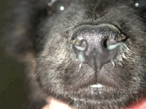 患犬瘟热的狗·鼻子流脓液