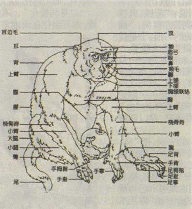 猴科 猴科