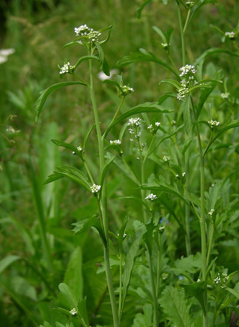 独行菜 独行菜