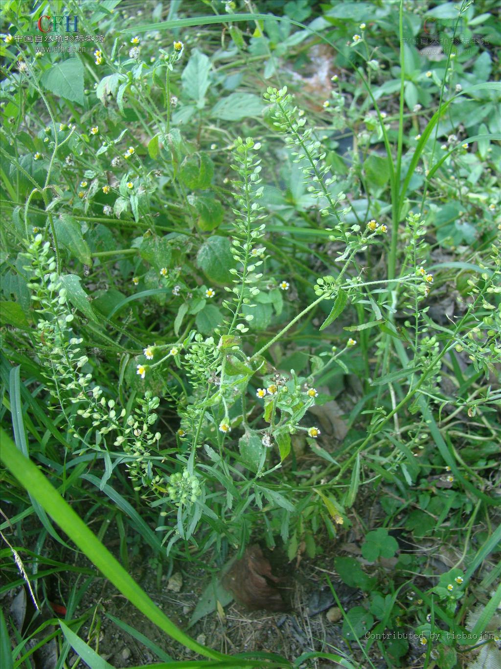 独行菜属 独行菜属