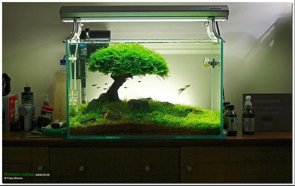 水草造景 水草造景