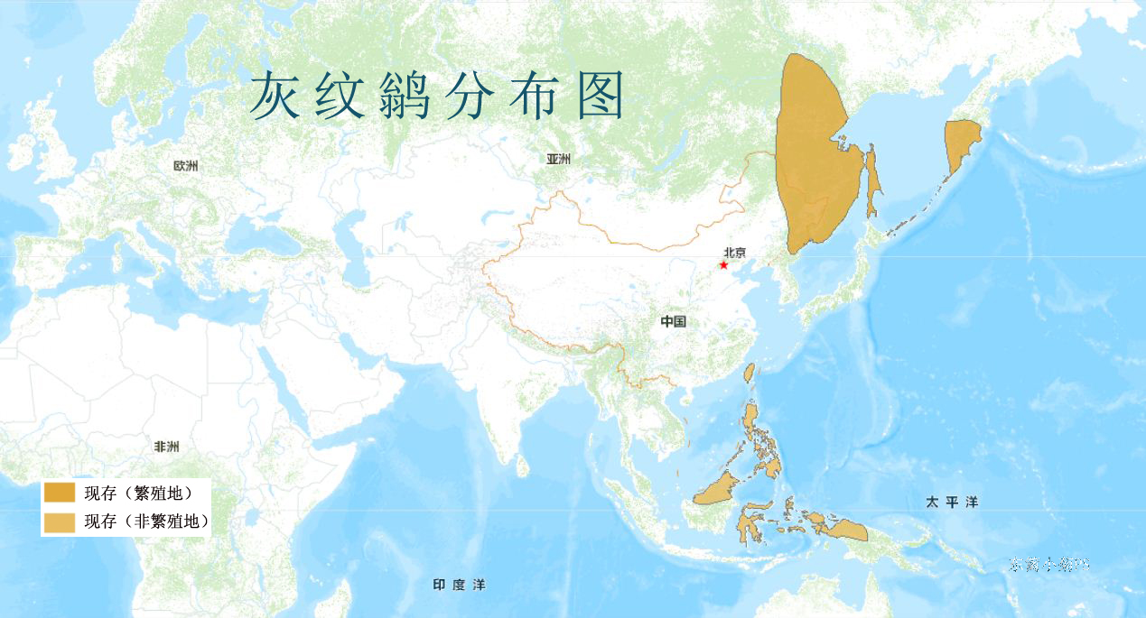 灰纹鹟分布图 灰纹鹟分布图