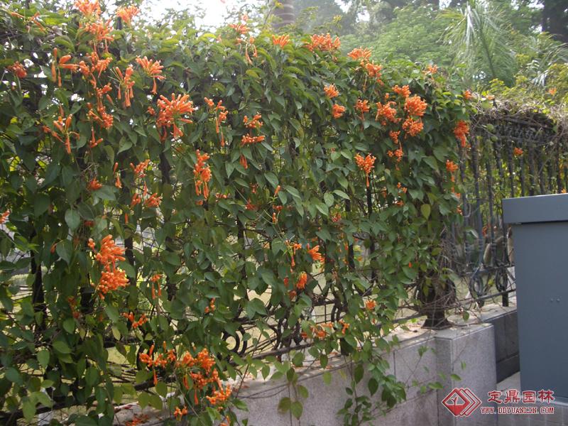 炮仗花 炮仗花