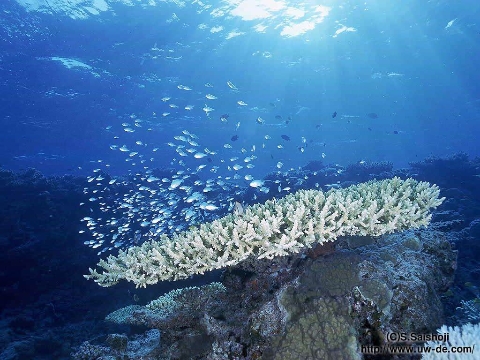 海底世界 海底世界