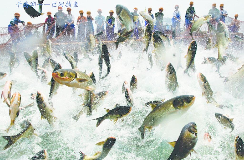 千岛湖的捕鱼盛况 千岛湖的捕鱼盛况
