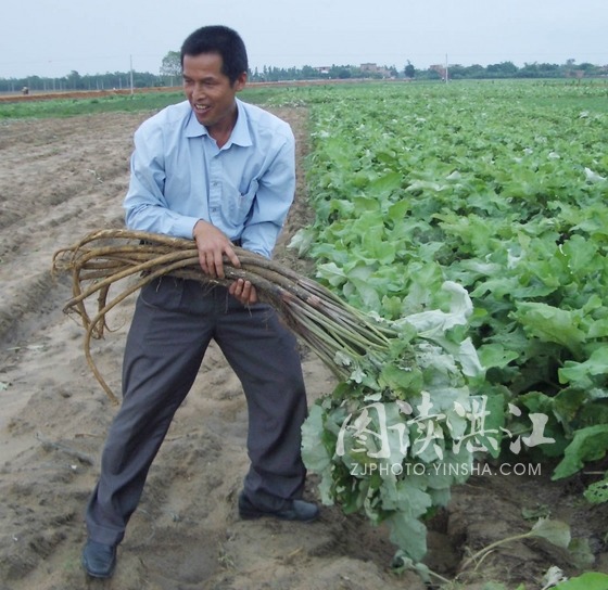 牛蒡(桔梗目菊科植物) 牛蒡(桔梗目菊科植物)