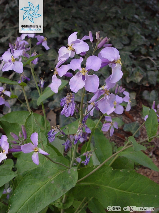 湖北诸葛菜(变种) 湖北诸葛菜(变种)
