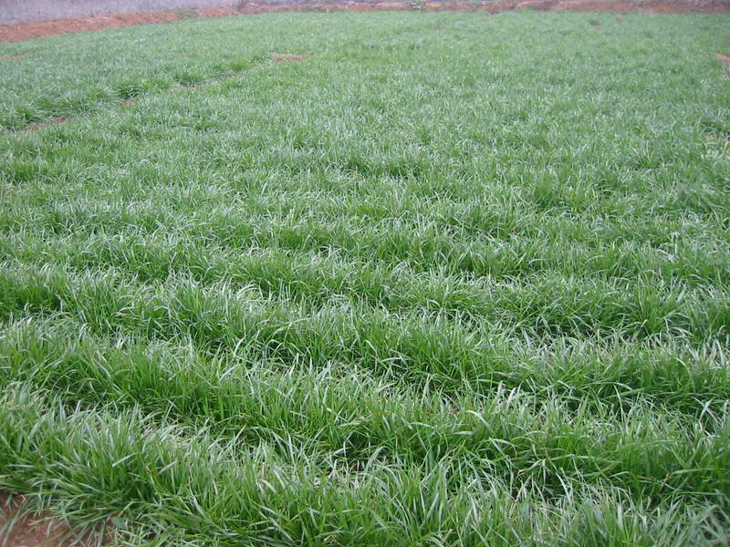 黑麦草.jpg 黑麦草.jpg