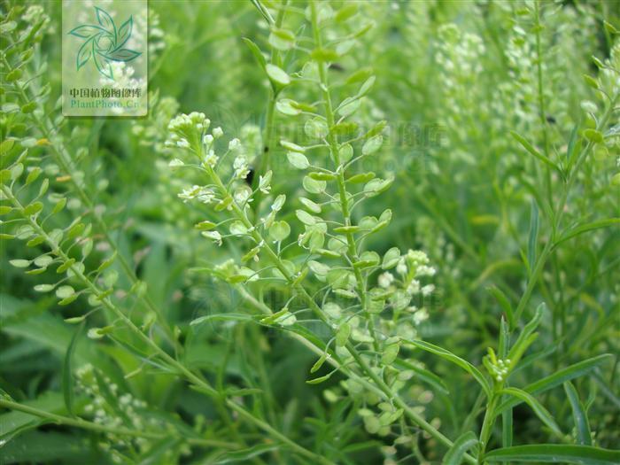 独行菜 独行菜