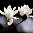 玉兰花(玉兰花) 玉兰花(玉兰花)