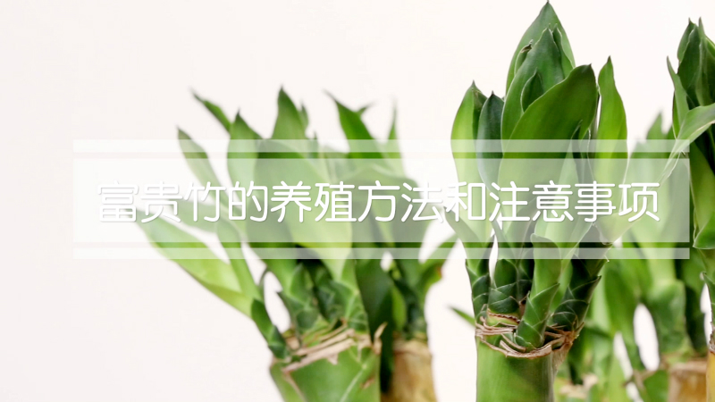 富贵竹的养殖方法和注意事项