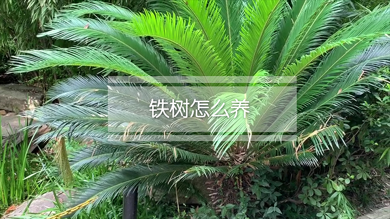 铁树怎么养