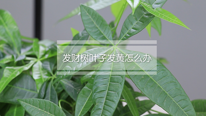 发财树叶子发黄怎么办