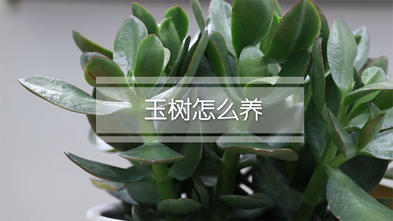 玉树怎么养