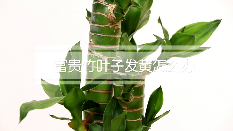 富贵竹叶子发黄怎么办