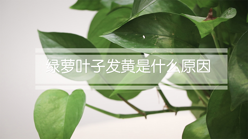 绿萝叶子发黄是什么原因