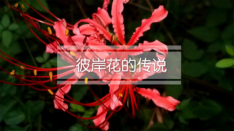 彼岸花的传说