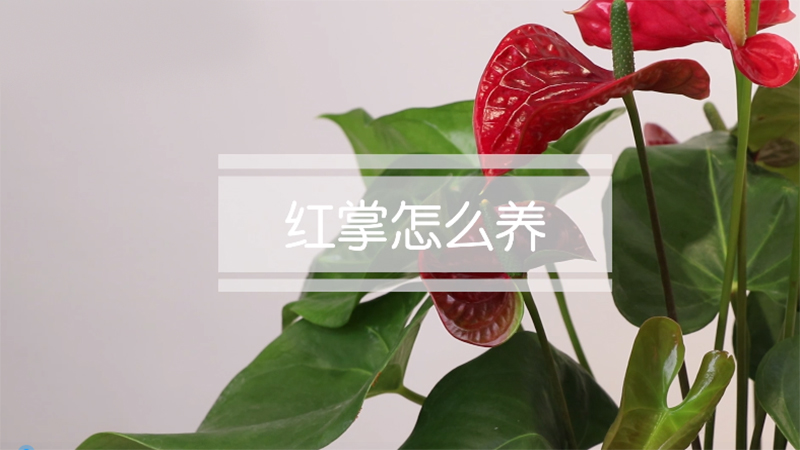 红掌怎么养
