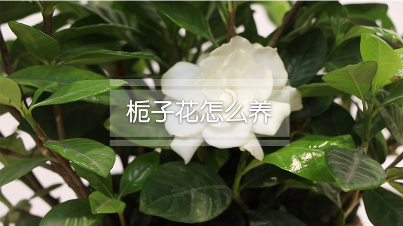 栀子花怎么养