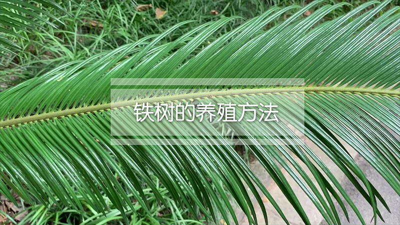 铁树的养殖方法