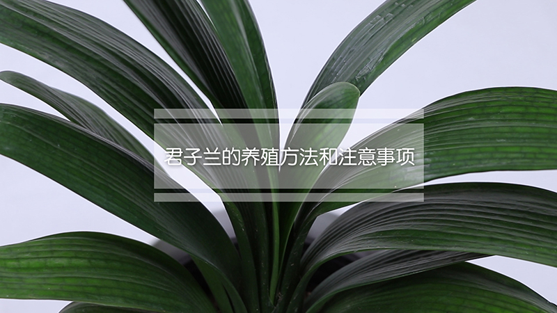 君子兰的养殖方法和注意事项