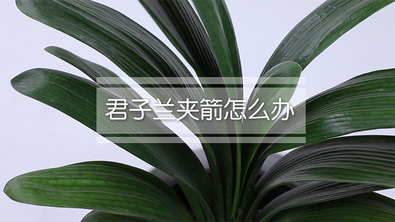 君子兰夹箭怎么办