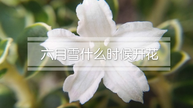 六月雪什么时候开花