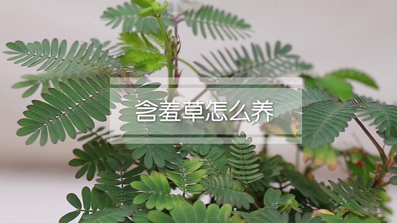 含羞草怎么养